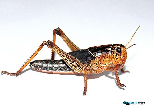Heuschrecken klein 25 Stück Wanderheuschrecken Futterinsekten Reptilienfutter von Feeders & more