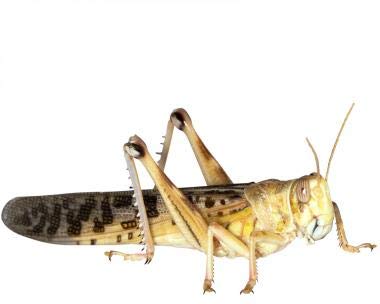 Wüstenheuschrecken Heuschrecken Futterinsekten Reptilienfutter (groß, 100 Stück) von Feeders & more
