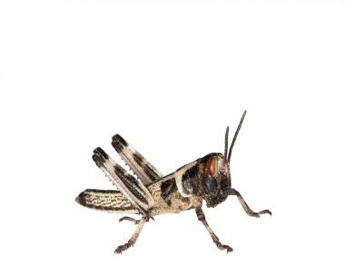 Wüstenheuschrecken Heuschrecken Futterinsekten Reptilienfutter (klein, 15 Stück) von Feeders & more