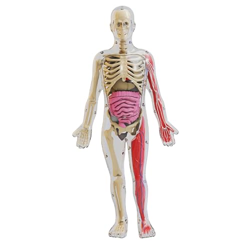 Fenteer Menschlicher Körper Bausätze Spielzeugmodell DIY Montage Körperteile Organe Lehrmaterial für Vorschuljungen Mädchen Lernen von Fenteer