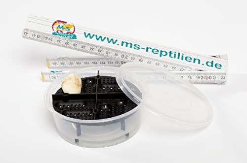 M&S Reptilien Eiablagebehälter '' GEO'' small/niedrig (inkl. Becher) von M&S Reptilien