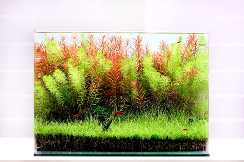 Curved Garden Tank Big | Kleines Aquarium aus Glas | Nano Glasbecken mit abgerundeten Ecken| Premium Aquascaping Aquarien | 16 Liter - 35x20x23cm von NatureHolic