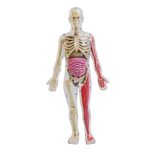 perfk Modell des menschlichen Körpers, Spielzeug, Lehrrequisiten, Körperteile, Organe, die im Dunkeln leuchten, für Lehrerbedarf, Lehrhilfe, Kinder von perfk