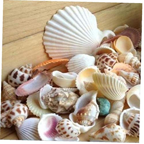 AMOYER Gemischte Muscheln Aquarium Dekor Natur Meer Strand Muscheln Aquarium Ornament 100g / Bag Startseite DIY Art Crafts Foto Props von AMOYER