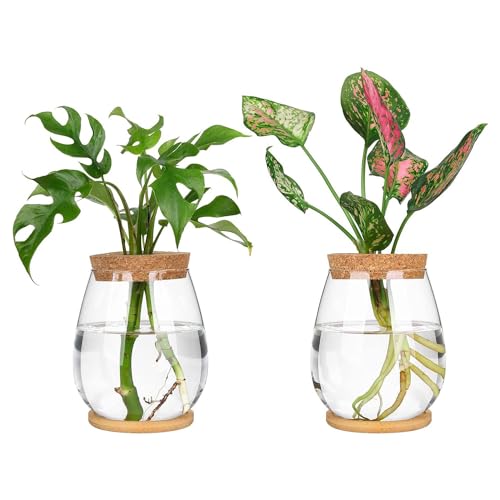 ANNJUC 2-teiliges separates Desktop-Pflanzen-Terrarium-Set mit Holztablett und Deckel für Hydrokultur von ANNJUC