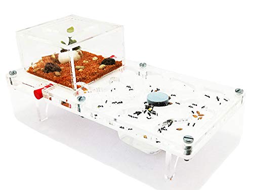 ANTHILLSHOP Ant Farm - Acryl Pilz Ameisenfarm 10x20 cm mit Deckel | Schaumstoff-Feuchtigkeitssystem | Transparent | Free Ameisen enthalten von ANTHILLSHOP