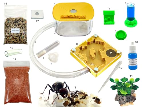 ANTHILLSHOP Ant Farm - Ameisenfarm 3D Goldfarben. New Educational Ant Farm - Formicarium for Ants - Kit 3D 7x7 Ameisen 20-30 Arbeiter-inbegriffen von ANTHILLSHOP