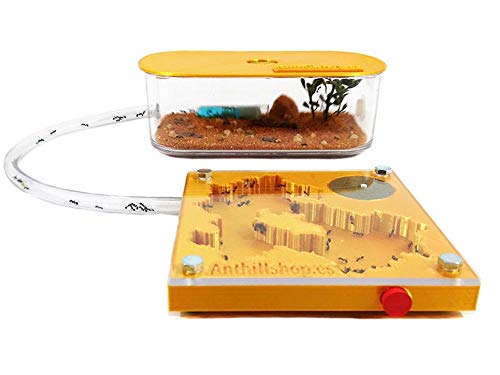 ANTHILLSHOP Ant Farm - Ameisenfarm 3D New Educational Ant Farm - Formicarium for LIVE Ants - Kit 3D 10x10 Goldfarben (Ameisen mit Königin Free) von ANTHILLSHOP