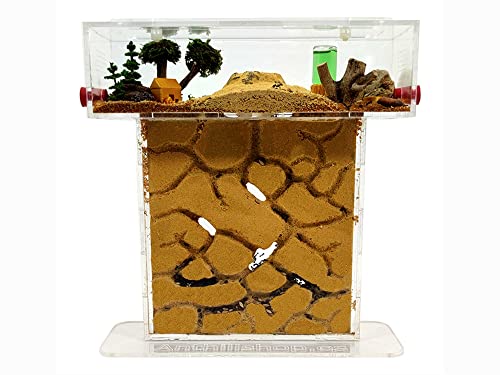 ANTHILLSHOP Natürliche Ameisenfarm aus Sand - Acryl T Kit 15x15x1,5cm【Ameisen kostenlos enthalten】 von ANTHILLSHOP