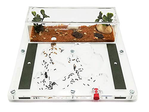 ANTHILLSHOP Ant Farm - Acryl Ameisenfarm - 20x20cm mit Deckel | Schaumstoff-Feuchtigkeitssystem | Kasten Transparent | Free Ameisen enthalten 20-30 Ameisen von ANTHILLSHOP