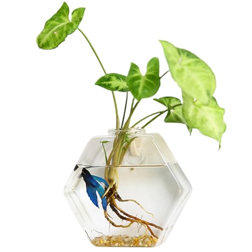 AOpghY Wand Pflanzer hydroponische hexagonale Pflanze Ausbreitungswand Hanging Pflanze Terrarium DIY Glasanlagen -Propagationsstation, 5,12 x 5,12 Zoll Yard Vorräte von AOpghY