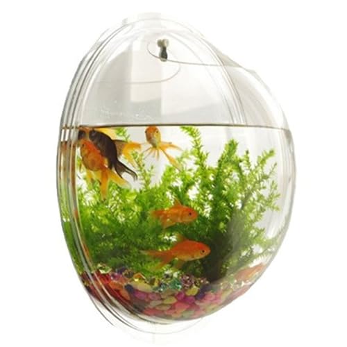 AOpghY Wandfischtank klare Acrylhydroponic Decorative Wandfischschale Aufprallresistente Bubble Tank Wall-Raumsparende Terrarien Geschenk, 6x6x3in Haustierartikel von AOpghY