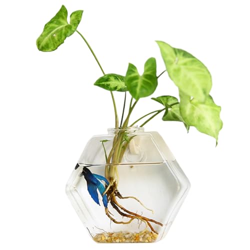 AOpghY Wandpflanzer hydroponische hexagonale Pflanzenvermehrung Wand Hanging Pflanze Terrarium DIY Glasanlagen -Propagationsstation, groß, 6,69 x 6,69 Zoll Yard Vorräte von AOpghY