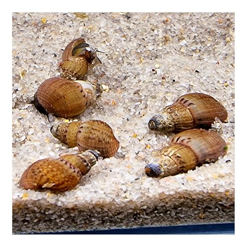 AQ4Aquaristik Genoppte Turmdeckelschnecke Taberia granifera Reinigungscrew für den Bodengrund, 10er Set von AQ4Aquaristik