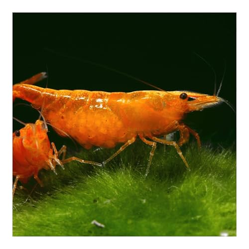 AQ4Aquaristik Orange Sakura Zwerggarnele, Neocaridina davidi, Orange Sunkist Garnele, für Einsteiger, leicht zu pflegen und zu züchten, 10er Set von AQ4Aquaristik