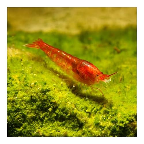 10 x Rote Hawaii Garnele - Halocaridina rubra - Zwerggarnele für die Brackwasser Aquaristik - Garnelen einfach im Aquarium züchten von AQ4Aquaristik