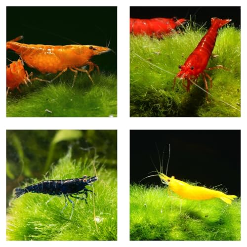 10 x Bunte Zwerggarnele Mix - Neocaridina davidi - gelbe, rote, orange und Blaue Garnelen fürs Aquarium von AQ4Aquaristik