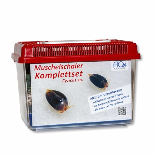 Muschelschaler Starterset mit Urzeitkrebs Eiern, 2,5l Aquarium mit Deckel, Zuchtansatz, Anleitung, Zubehör und Futter, Schwarze Muschelschaler von AQ4Aquaristik