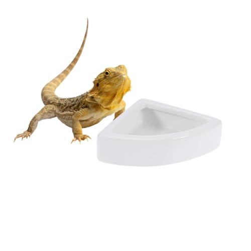 ARTSEWPLY Keramik Futterschale für Reptilien Mittelgroß Weiß Rutschfestes Fressbecken für Eidechsen Schildkröten Frösche Gecko Wasserschale mit Auslaufschutz ARTSEWPLY Keramik Futterschale für Reptilien Mittelgroß Weiß Rutschfestes Fressbecken für Eidechsen Schildkröten Frösche Gecko Wasserschale mit Auslaufschutz von ARTSEWPLY