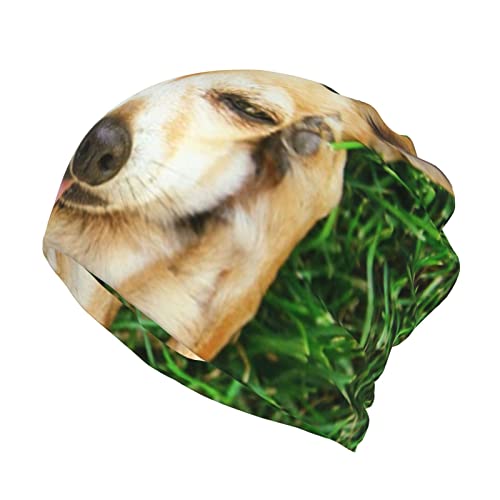 ASEELO Chihuahua Hund Beanie Mütze, Totenkopf Kappe Baggy Hut Mode Kopfbedeckung Hut für Männer Frauen, Chihuahua Dog, One size von ASEELO