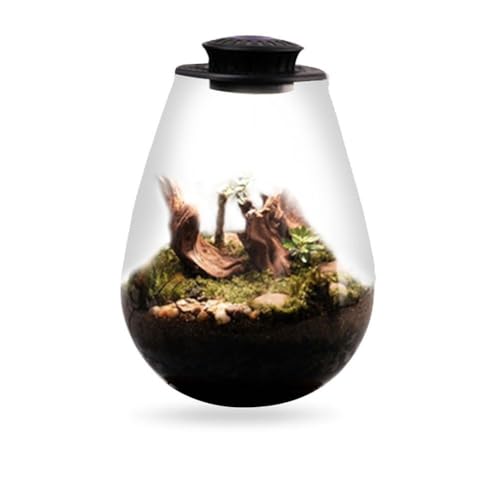 AVZYARDY Desktop-Glas-Pflanzenterrarium mit Wachstumslicht, Miniatur-Gartenlandschaft, Sukkulenten-Moos-Landschaft, Glasterrarium for Zuhause, Garten, Büro, Tischdekoration von AVZYARDY