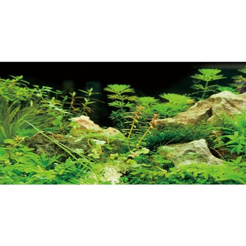 AWERT Aquarium-Hintergrund, 76,2 x 30,5 cm, Meeresalgen, Aquarium-Hintergrund, Wasserpflanze, Stein, Flussbett und See, Aquarium-Hintergrund, Vinyl-Hintergrund von AWERT