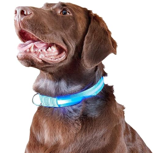 Luxus Hundehalsband, Hundeleine, Leuchtendes Halsband Für Tiere, Glow Im Dunkeln, Flashing Collar, One Size (Blau) von AWR