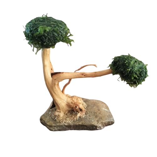 AWXZOM Echter kleiner Bonsai-Aquarium-Baum, 2 Köpfe 10,2–15,2 cm Höhe, handgefertigter natürlicher Aquarium-Bonsai-Baum mit getrocknetem Moos. ! von AWXZOM