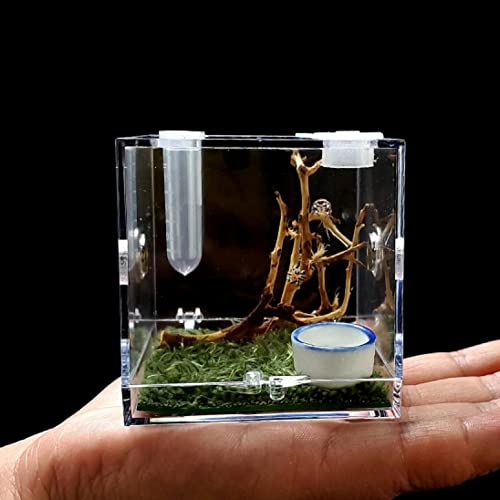 AWXZOM Spinnen-Terrarium, Acryl-Reptilien-Zuchtbox, Springspinnengehege mit Tropferzange, Schneckenkäfig, Cricketgehege, Baumspinne, Vogelspinnen-Lebensraum von AWXZOM