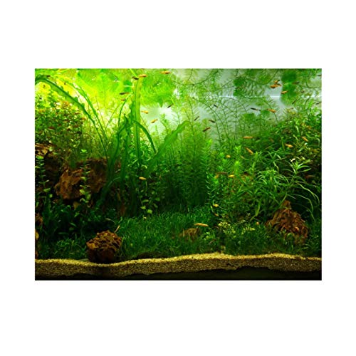 Akozon Aquarium Hintergrund Poster, Wasser Gras Stil Aquarium Hintergrund Poster Aufkleber Verdicken PVC Adhesive Static Cling Hintergrund Dekorative Dekorationen Papier(91 * 41cm) von Akozon