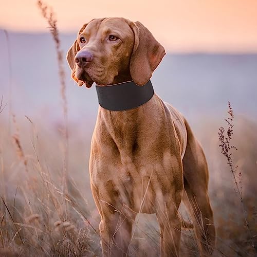 Robustes, Tragbares, Verbreitertes Haustierhalsband für Kleine Hunde, Windhund, Whippet, mit Nietenbefestigung, von Akozon