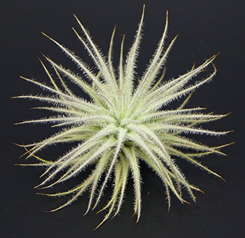 Allterra Tillandsien, Tillandsia tectorum, Bromeliengewächs von Allterra