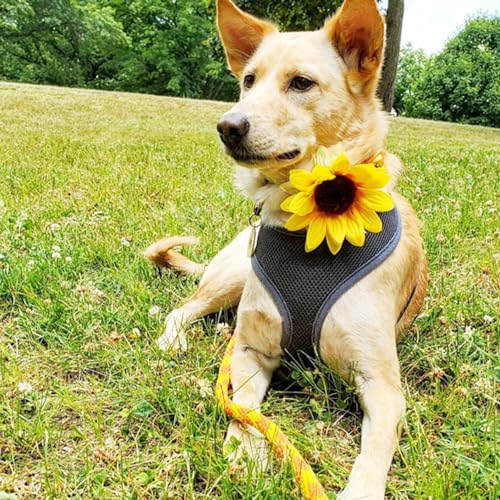 Altsuceser Hundehalsband, Sonnenblumen-Hundehalsband, Jungen und Mädchen, Welpenhalsband für kleine mittelgroße Hunde, verstellbares florales Haustierhalsband für Outdoor, Party, Hochzeit, Gelb von Altsuceser