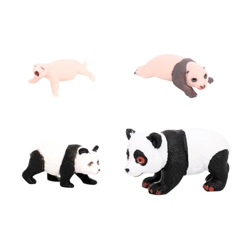 Amagogo 4X Panda-Tier-Lebenszyklus-Modell, Klassenzimmer-Zubehör, pädagogisches Spielzeug-Zubehör, Schreibtisch-Dekoration, kognitives Spielzeug für Kinder, Panda-Wachstumszyklus 3 von Amagogo