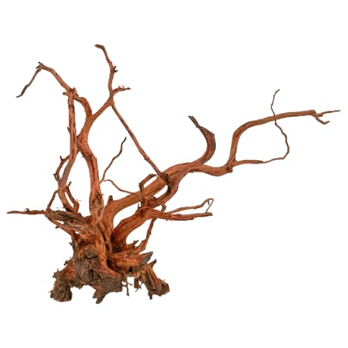 Amtra Legno Red Spider King - Größe S 25-45 cm, Naturholz-Dekoration für Aquarien, Naturstamm Ornament, Dekoration für Terrarien von Amtra