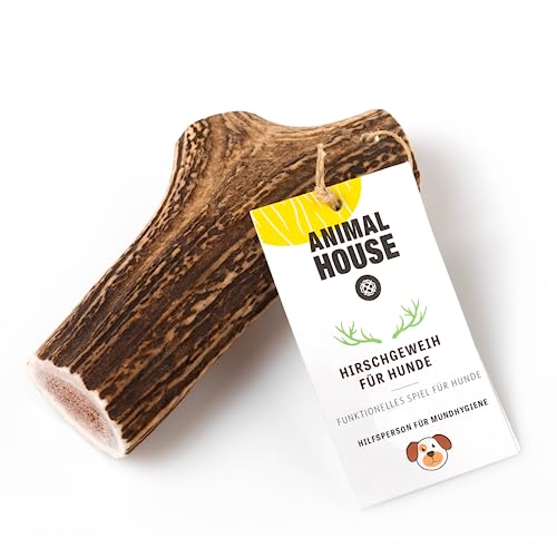 Animal House – Ganzes Hirschgeweih für Hunde – 100% natürlicher Kausnack – Stärkt die Mundhygiene – Widerstandsfähig und langlebig – In Allen Größen erhältlich (XL) von Animal House