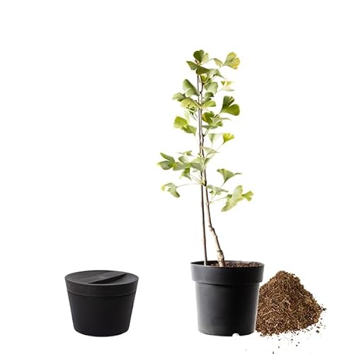 Animal Tree biologisch abbaubare Tierurne Pure, personalisierbare Tierurne mit Jungbaum für Hunde und Katzen (Apfelrose weiß, Anthrazit-L) von Animal Tree