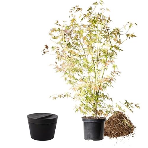 Animal Tree biologisch abbaubare Tierurne Pure, personalisierbare Tierurne mit Jungbaum für Hunde und Katzen (Fächerahorn, Anthrazit M) von Animal Tree