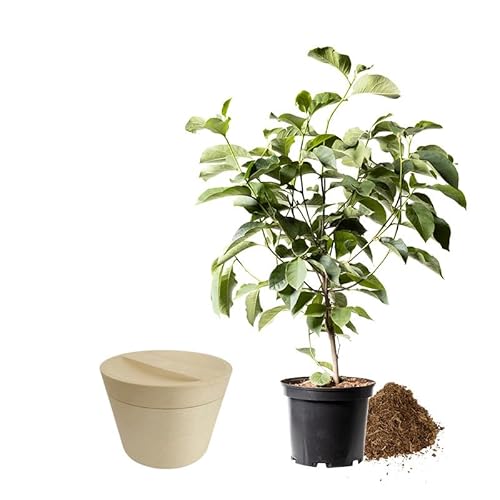 Animal Tree biologisch abbaubare Tierurne Pure, personalisierbare Tierurne mit Jungbaum für Hunde und Katzen (Ginkgobaum, Creme M) von Animal Tree