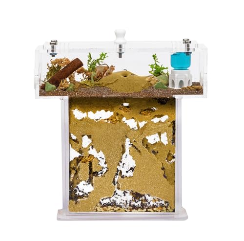 Acryl Ameisenfarm Set mit Sand in Mini T-Form - 14x5x14 cm Sandwich und Futterkasten - Ameisen Farm mit Lebenden Ameisen - Enthält Königin, Arbeiterinnen, Eier und Larven - Durchsichtig von AntHouse