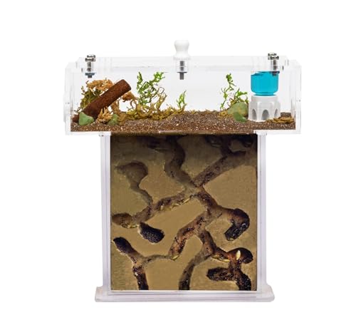 Acryl Ameisenfarm Set mit Schaum in Mini T-Form - 14x5x14 cm Sandwich und Futterkasten - Ameisen Farm mit Lebenden Ameisen - Enthält Königin, Arbeiterinnen, Eier und Larven - Durchsichti von AntHouse