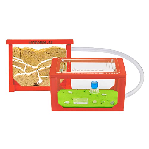 AntHouse - Ameisenfarm aus Sand | 3D Mini Set (Sandwich + Futterbox) | Rot Ant Farm | Inklusive Ameisenkolonie von AntHouse