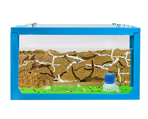 AntHouse - Ameisenfarm mit Ameisen Starterset | 3D Ameisenfarm 20x10x10 cm Himmelblau | Ameisen inklusive von AntHouse