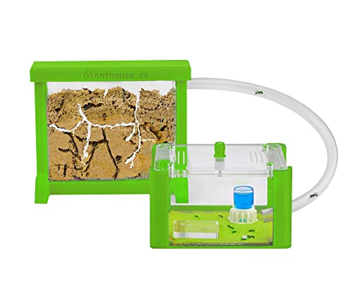 AntHouse - Natürliche Ameisenfarm aus Sand | 3D Basic Set (Sandwich + Futterbox) Grün | Inklusive Ameisen von AntHouse