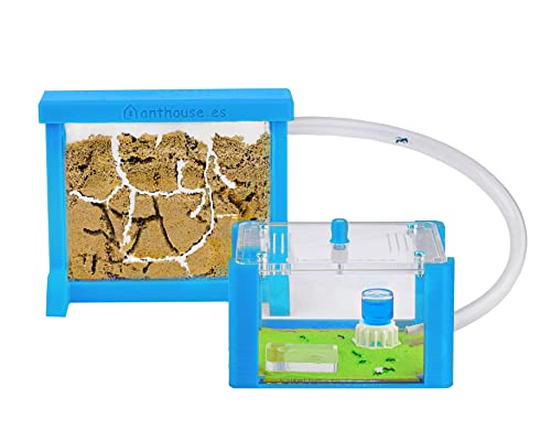 AntHouse - Natürliche Ameisenfarm aus Sand | 3D Basic Set (Sandwich + Futterbox) Himmelblau | Inklusive Ameisen von AntHouse