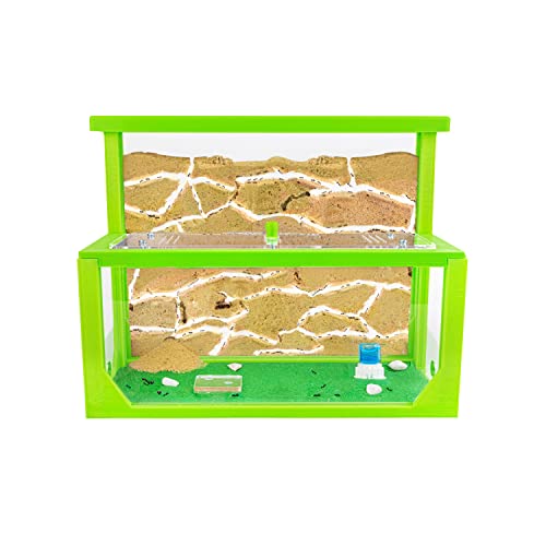 AntHouse - Natürliche Ameisenfarm aus Sand 3D | Modell L (Sandwich + Futterbox) Grün | Inklusive Ameisenkolonie von AntHouse