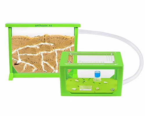 Anthouse - Natürliche Ameisenfarm aus Sand | 3D Grün Medium Set (Sandwich + Futterbox) | Inklusive Ameisenkolonie von AntHouse