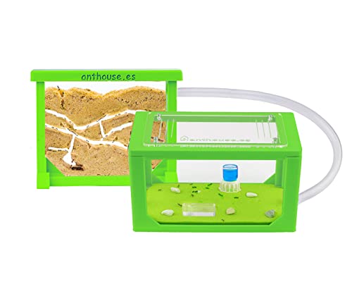 Anthouse - Natürliche Ameisenfarm aus Sand | 3D Grün Mini Set (Sandwich + Futterbox) | Inklusive Ameisenkolonie von AntHouse