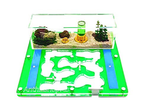 Ant Farm - Acryl Ameisenfarm 20x20x1,3 cm mit Deckel | Schaumstoff-Feuchtigkeitssystem | Transparent | Free Ameisen enthalten von Anthillshop.es