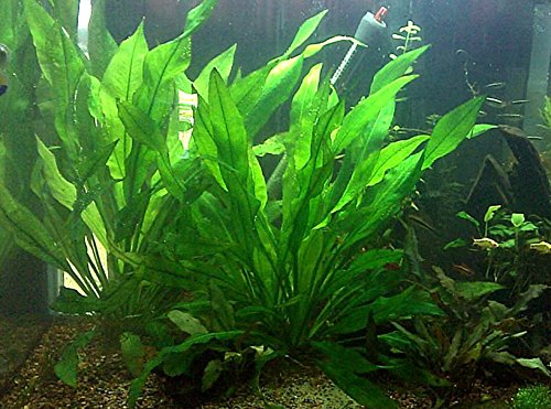 Aquarium Plants Discounts Große Amazon ROTKOPFSALMLER Sword 45,7–61 cm hoch | Live Süßwasser Wasserpflanze von AquaLeaf Aquatics